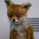 Illustration for article titled The Worlds Most Awkward Taxidermy